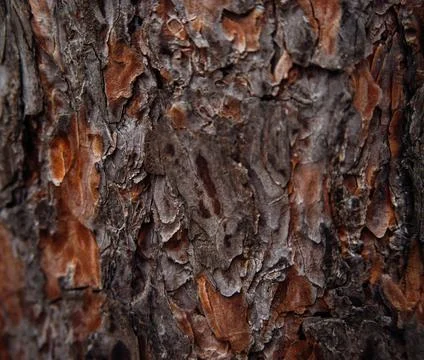 The texture of the tree bark. Tree in the park close-up. Relief texture and b Foto stock