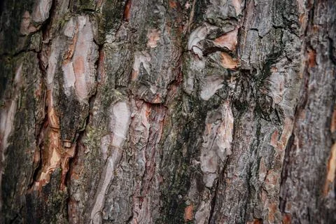 The texture of the tree bark. Tree in the park close-up. Relief texture and b Foto stock