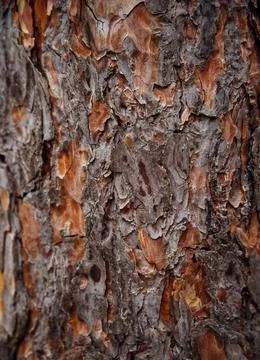 The texture of the tree bark. Tree in the park close-up. Relief texture and b Stock Photos