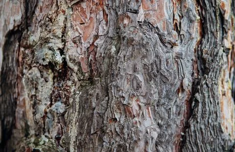 The texture of the tree bark. Tree in the park close-up. Relief texture and b Stock Photos