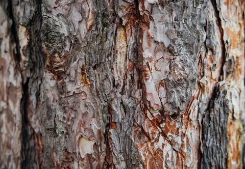 The texture of the tree bark. Tree in the park close-up. Relief texture and b Stock Photos
