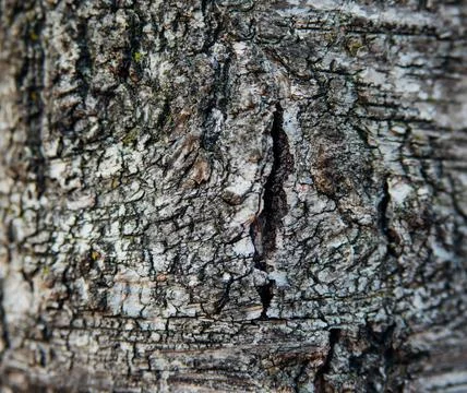 The texture of the tree bark. Tree in the park close-up. Relief texture and b Stock Photos