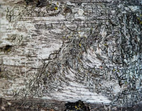 The texture of the tree bark. Tree in the park close-up. Relief texture and b Stock Photos