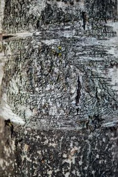 The texture of the tree bark. Tree in the park close-up. Relief texture and b Stock Photos