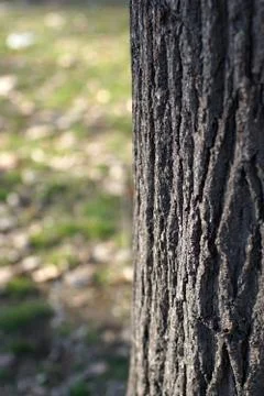 Texture tree bark tree trunks Stock Photos