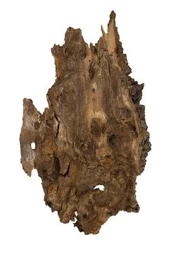Texture tree bark on white isolated background, top view. Natural material Stock Photos