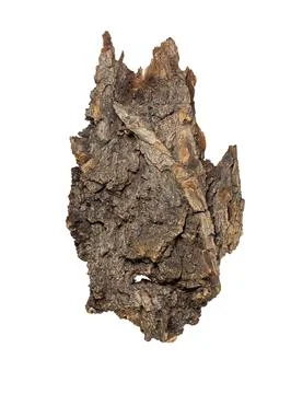 Texture tree bark on white isolated background, top view. Natural material Stock Photos