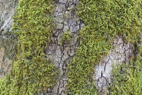 Texture. Tree bark. Wood. The surface of the tree is covered with moss. Stock Photos