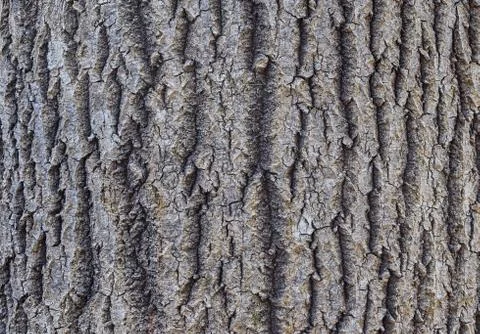 Texture of tree bark.Aspen. Abstract background made of tree bark. Close up. Stock Photos