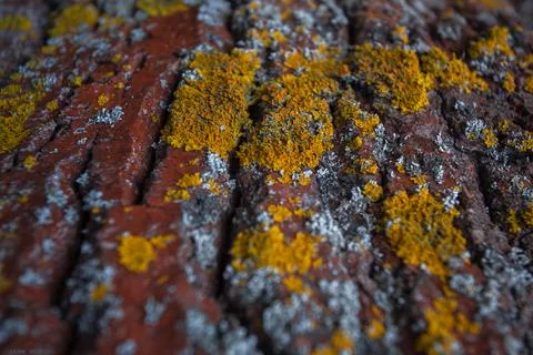 Texture of tree brak Stock Photos