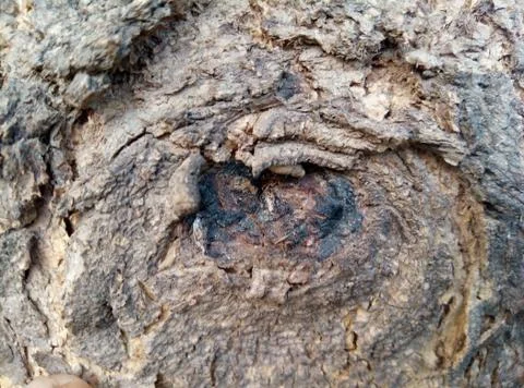 Texture tree branch Stock Photos