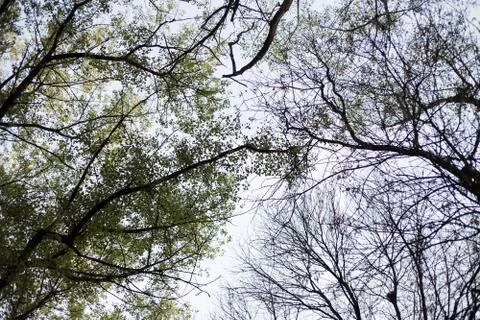 Texture of tree branches against the sky Stock Photos