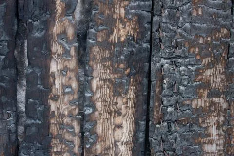 The texture of a tree that burned half Stock Photos