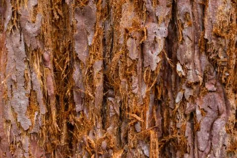 Texture of a tree close-up. Relief and patterns of wood Stock Photos