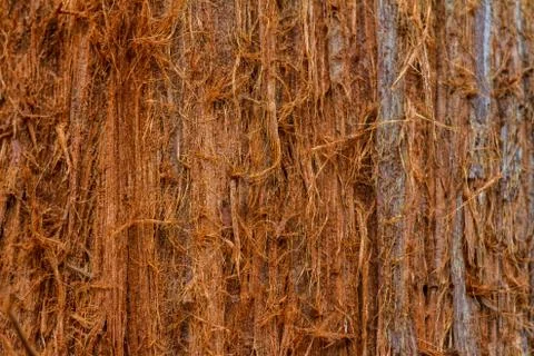 Texture of a tree close-up. Relief and patterns of wood Stock Photos