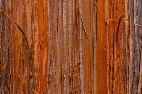 Texture of a tree close-up. Relief and patterns of wood Stock Photos