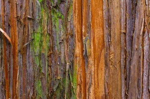 Texture of a tree close-up. Relief and patterns of wood Stock Photos