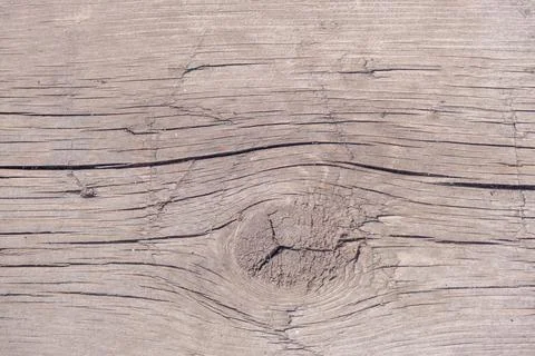 The texture of a tree with a cut branch. Background tree. Stock Photos