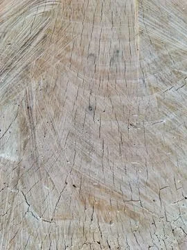Texture of a tree cut Stock Photos
