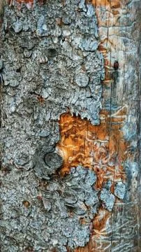 The texture of the tree damaged by the pest of the forest by the beetle bark Stock Photos