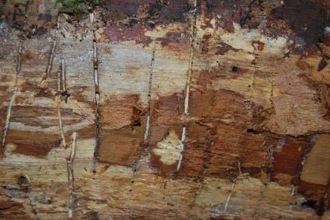 Texture of a tree eaten by bark beetle Foto stock