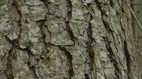 Texture of a tree Stock Footage 125078015