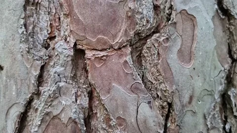 Texture of a tree in a forest, close up slow motion. Video stock 222092330