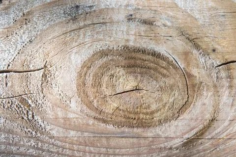 Texture of tree with large knot of cracked, layered rough surface, separated  Foto stock