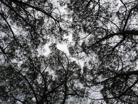 Texture of tree leaves Stock Photos