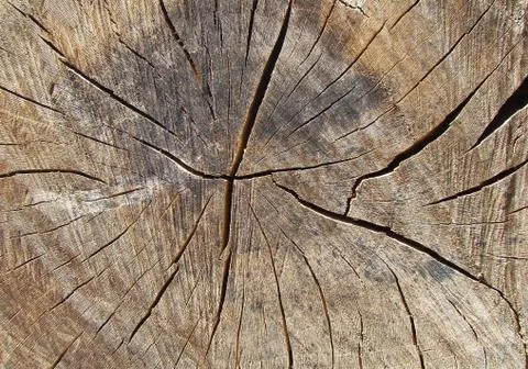 Texture of the tree. log Stock Photos