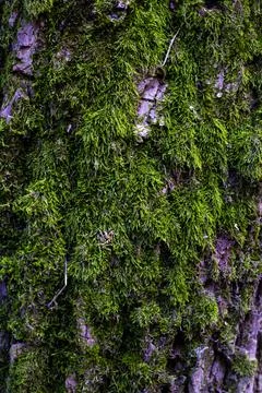 The texture of a tree overgrown with moss Stock Photos