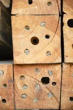 Texture tree part Stock Photos