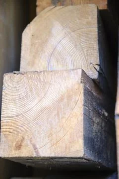 Texture tree part Stock Photos