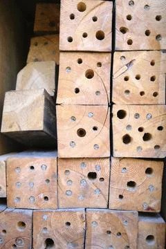 Texture tree part Stock Photos