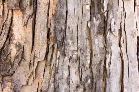 Texture of tree Stock Photos
