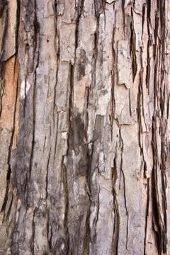 Texture of tree Stock Photos