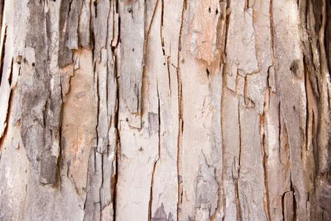 Texture of tree Stock Photos