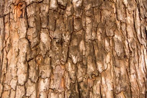 Texture of tree Stock Photos