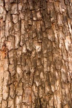 Texture of tree Stock Photos