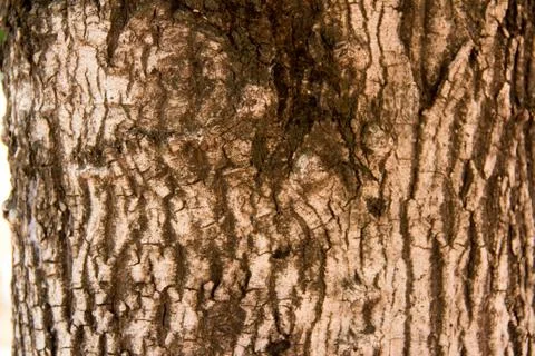 Texture of tree Stock Photos