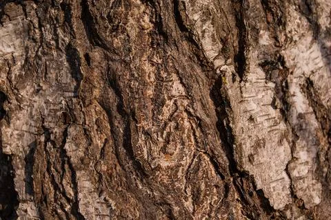 Texture of the tree Stock Photos