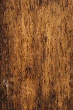 Texture of a tree Stock Photos