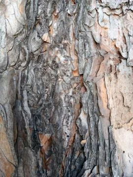 Texture of tree Stock Photos