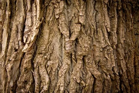 Texture of the tree Stock Photos