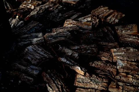 Texture of the tree Stock Photos