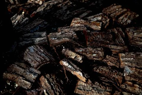 Texture of the tree Stock Photos