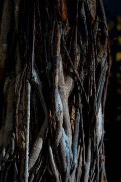 Texture of the tree Stock Photos