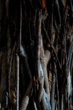 Texture of the tree Foto stock