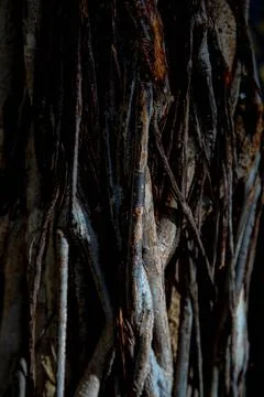 Texture of the tree Stock Photos