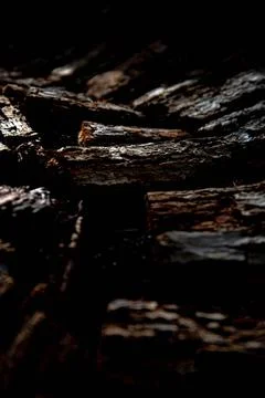 Texture of the tree Stock Photos